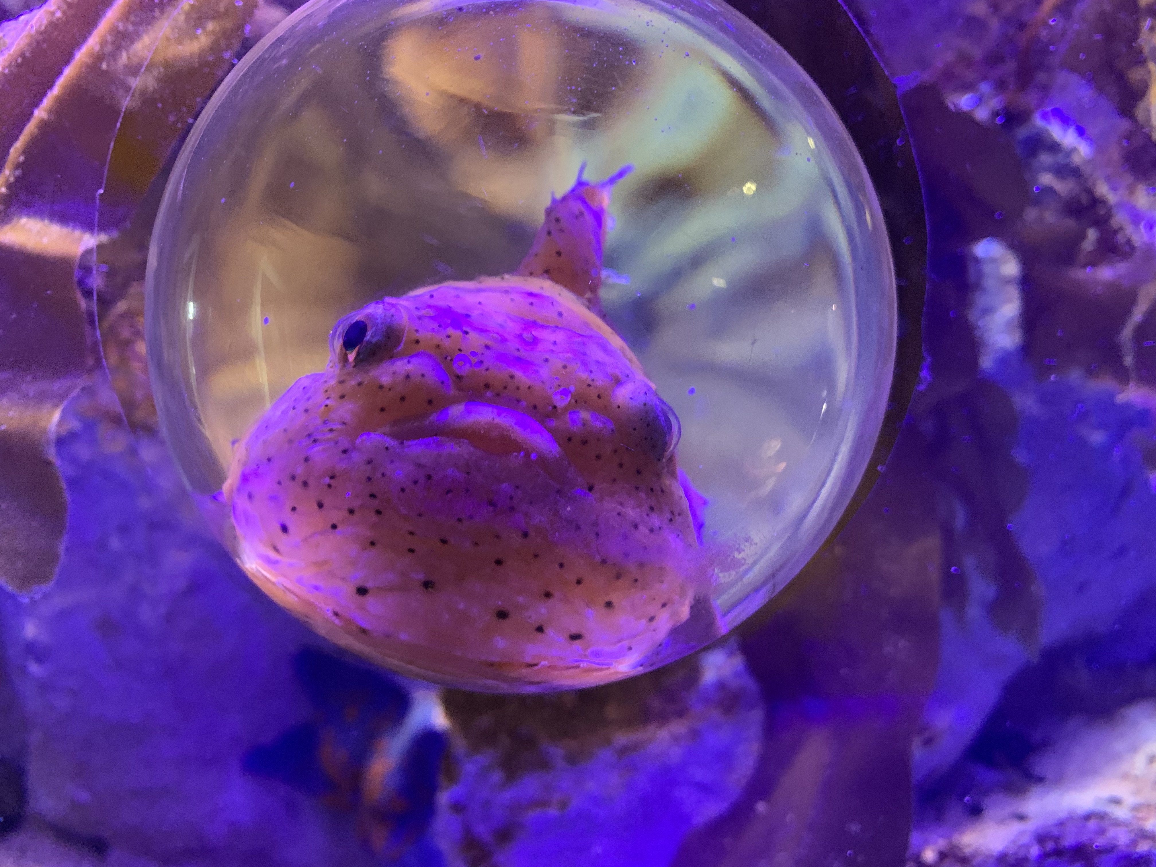 ぷっくりフウセンウオ